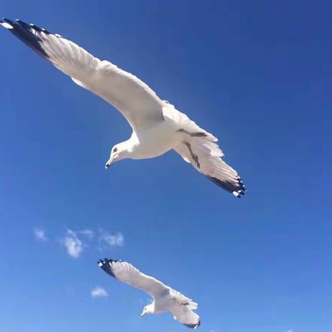 美国飞跃太平洋旅游有限公司