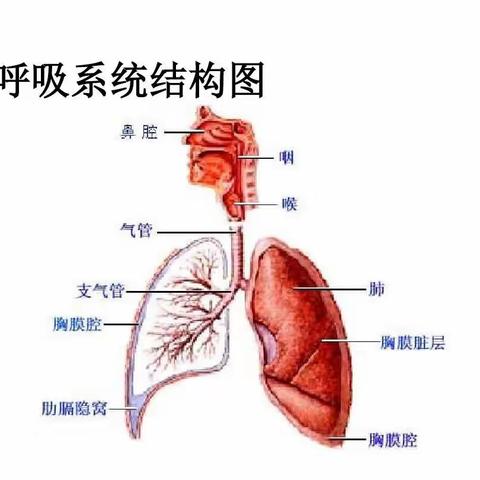 晋宁区第二人民医院呼吸内科（内二科）