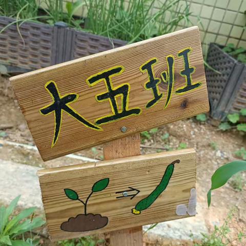 黄瓜成长记