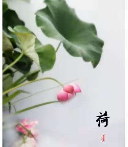 画意摄影——六月荷香