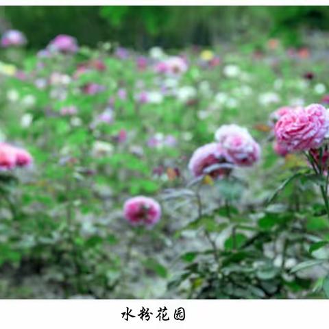 多重曝光玫瑰花