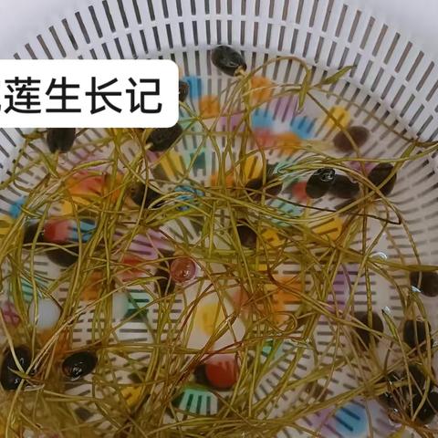 只用水就能生长的植物——碗莲（五下科学作业)