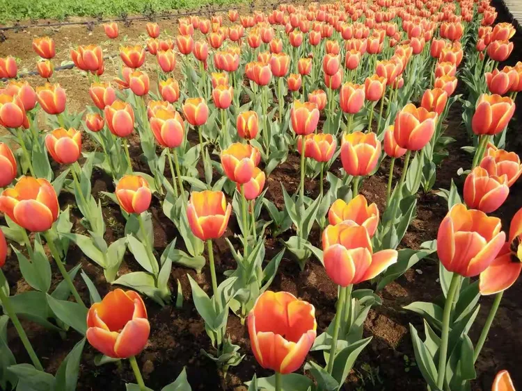 江宁谷里徐家院观赏郁金香花和油菜花