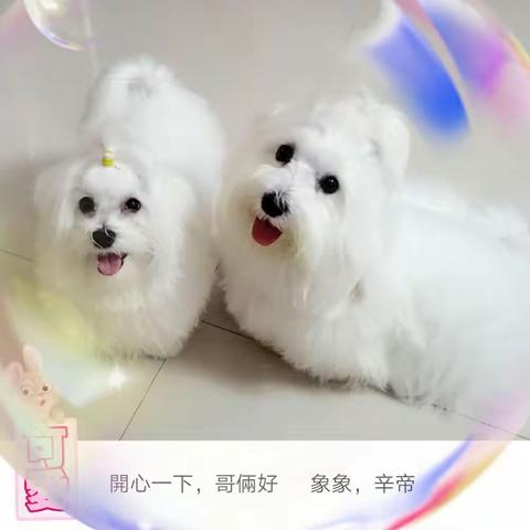 我的摩天使~辛巴*小象象*小點點*辛帝