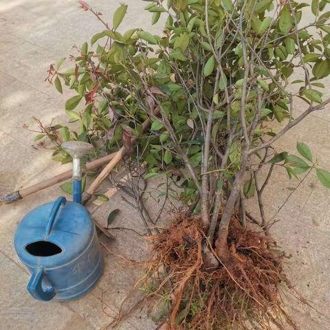 绿色的希望，绿色的未来