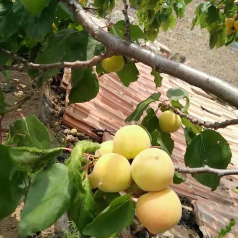 葛峪堡杏～最好的都在最后！值得期待！😍😍