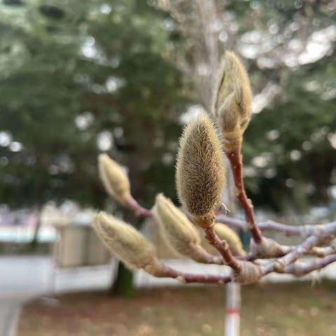 营幼大三班《觅春》主题活动