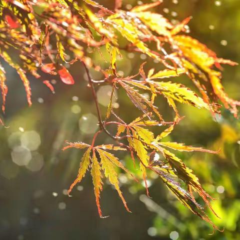 考后的雨（作者：朱霖）