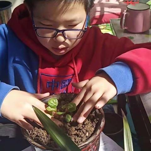 别样的植树节，五六中队的护绿使者在行动。