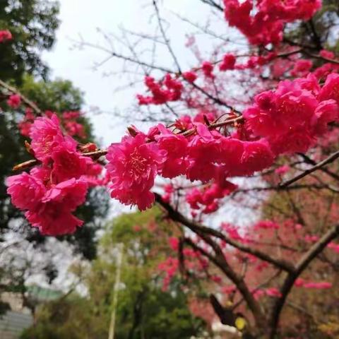 2020年春天的“网学记”