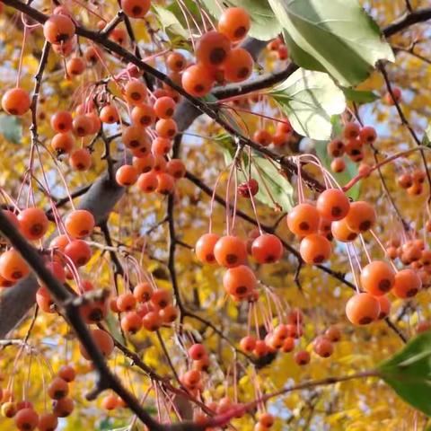 亲近大自然，澍园植物写生！