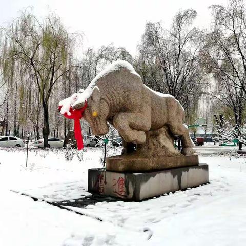 凌寒独开，暗香浮动！——历城一中辛丑年的“梅”好时光！