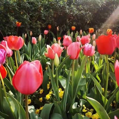 你好，春天--中一班班本课程