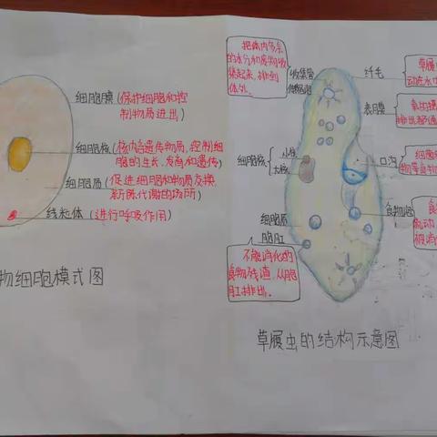 给生物涂色～六年级特色作业