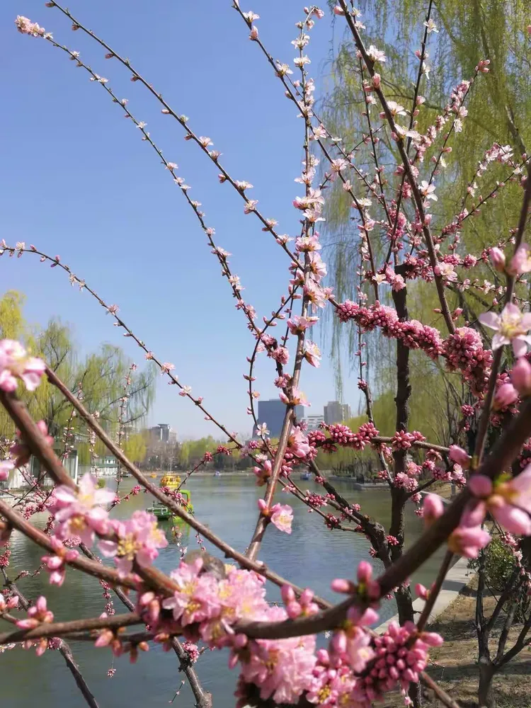 春天的故事,花儿朵朵