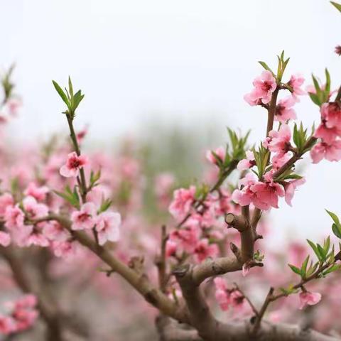 骑行团队板材村赏桃花