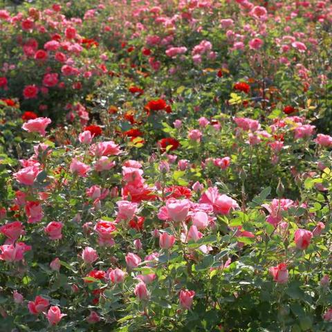 月季花开香满园