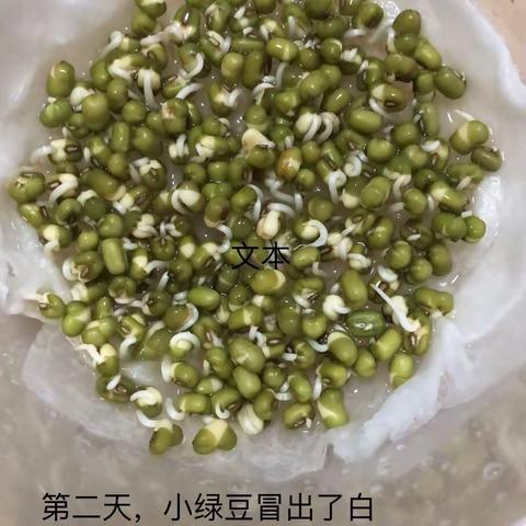 豆芽成长日记