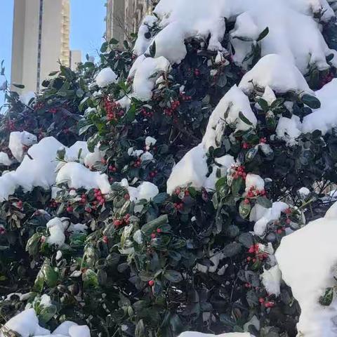 雪景