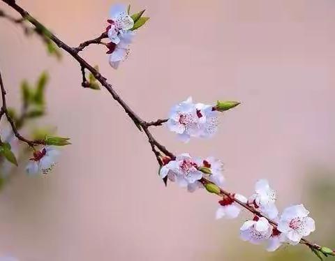 家校携手  共促成长--莘县王庄集镇王店小学2023年春季家长会