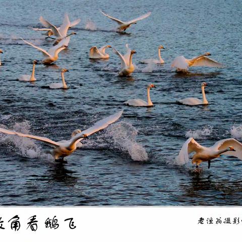 山东荣城拍天鹅  1