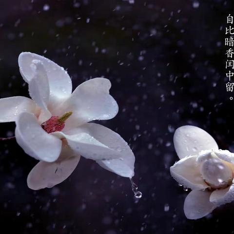 玉兰花开