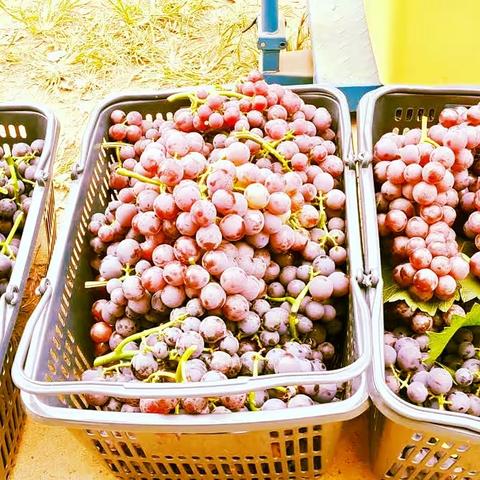 莱恩斯幼儿园小一班【葡天同庆🍇萄你喜欢】