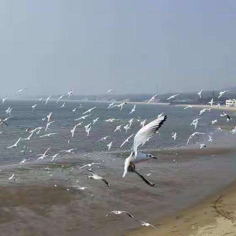 2021年3月9日海滨平水桥海边喂食海鸥