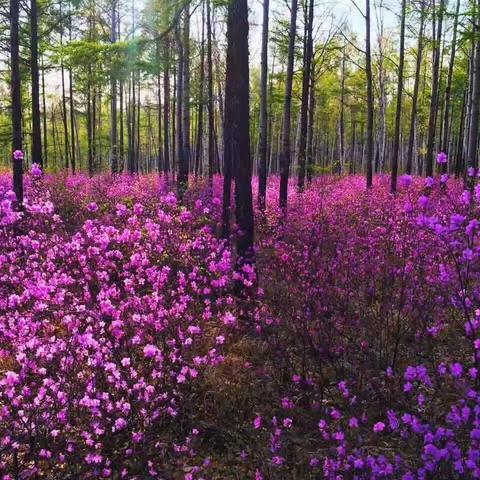 中国•漠河第五届杜鹃花节  “云”游北极漠河 “赏”杜鹃花海  摄影、诗歌征集活动开始了