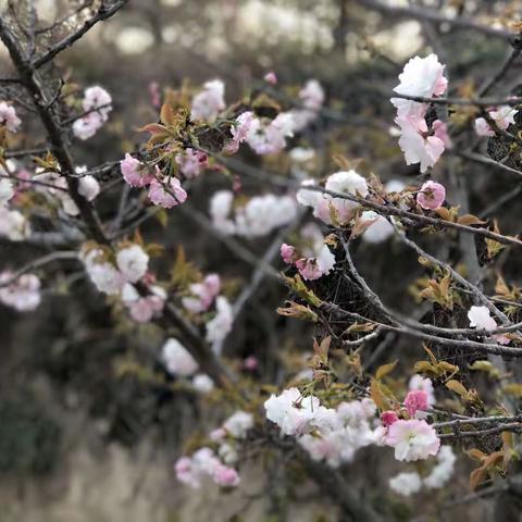 花正好，请君约