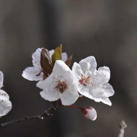 春天的花儿会