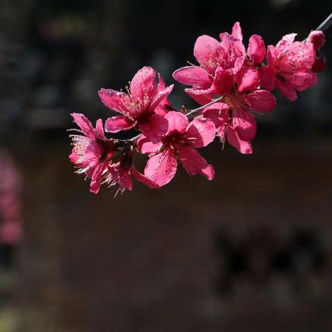 连平（2）：上洞下湾桃花谷