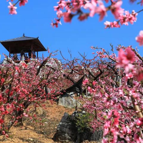 连平（1）：桃花盛开小水村