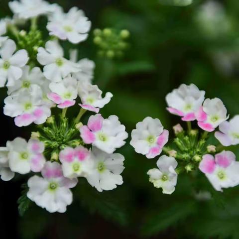 世界因你们而美丽