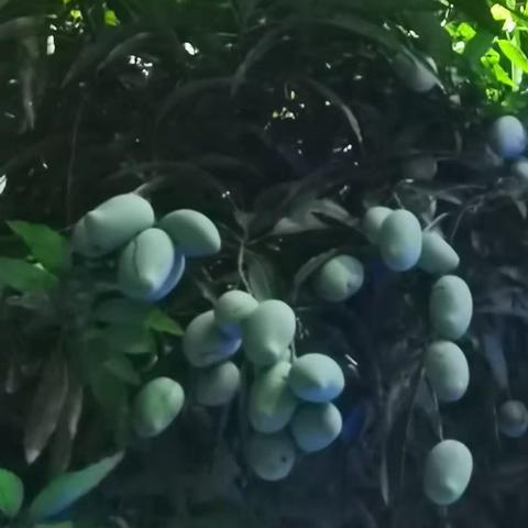 峪藏醉心欢…