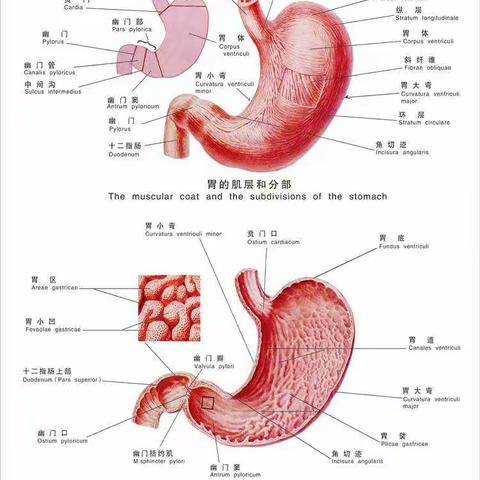 捍“胃”健康，保“胃”平安，捍“胃”健康每一天，保“胃”平安为一生，您的“胃”好了吗？