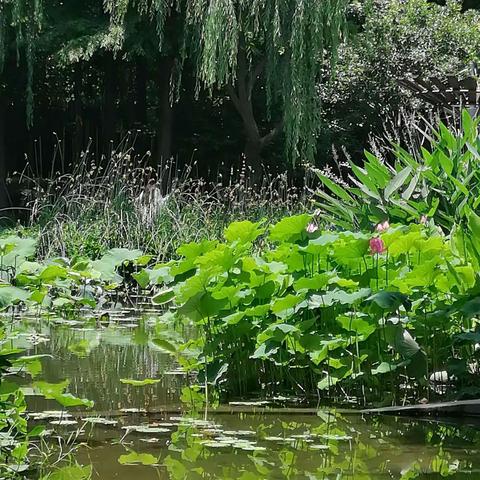 荷花，我喜欢～