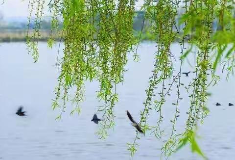 春天不会缺席，疫情终将过去—抚宁镇学区下庄小学龙虎庄校区