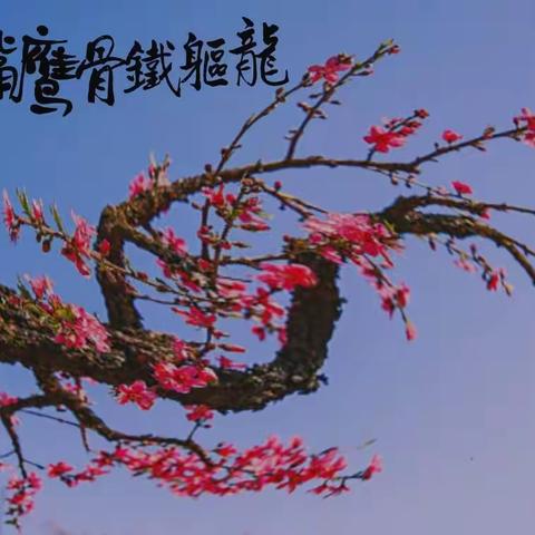 高山低水如仙境 雾迷云开花更香