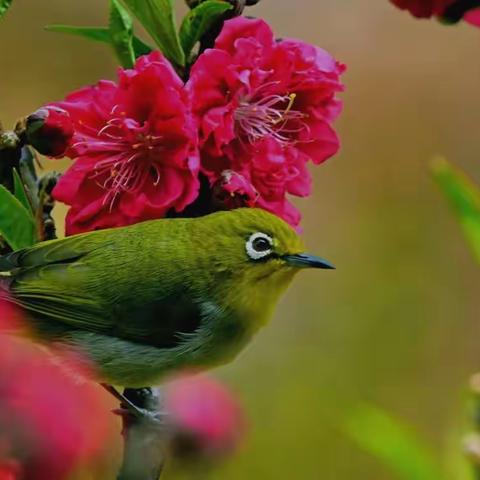 白云山桃花涧桃花&相思鸟