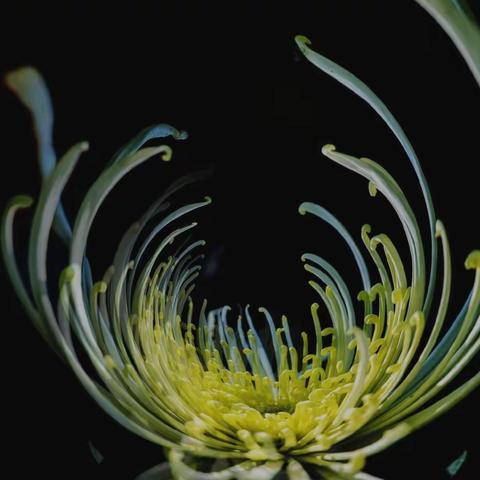 咏菊 ：   浅红淡白间深黄  ， 簇簇新妆阵阵香。