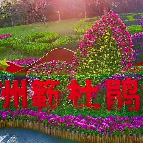 广州白云山簕杜鹃花展览