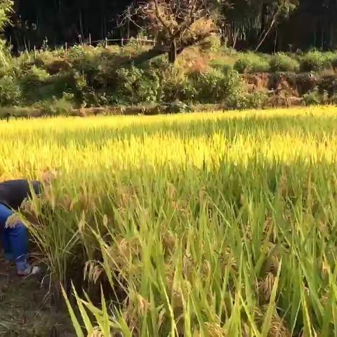 体验割水稻🌾