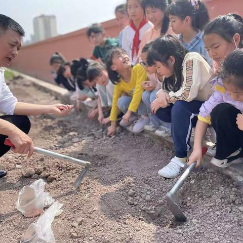 不负春光，以劳育美——开州区文峰小学四年级二班劳动教育之种菜篇