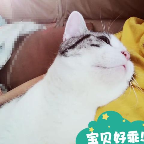 猫生与人生