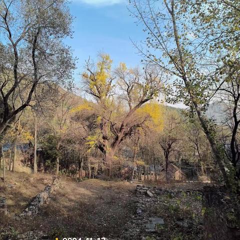 济南普门寺遗址-雌雄千年古银杏