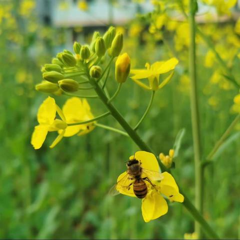 呼和浩特市第二十一中生物教师首次线上备课会议实录