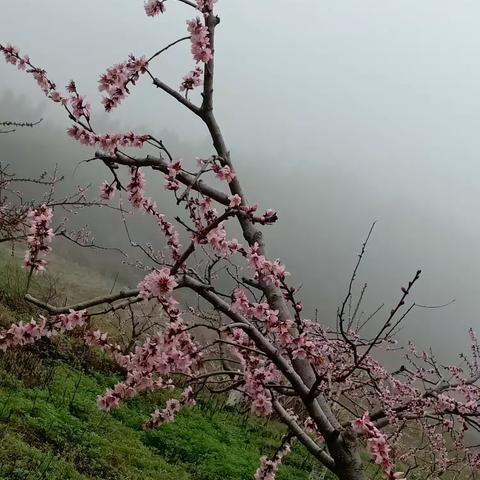 正宗肖田《东溪黄桃基地》