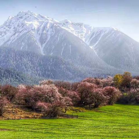 林芝波密桃花