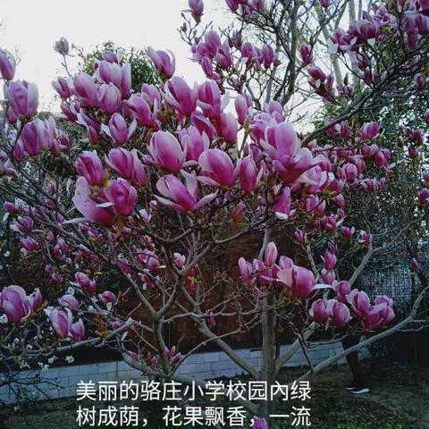 期中表彰再奋进，蓄势待发攀高峰——骆庄小学2020年——2021年第二学期期中表彰大会